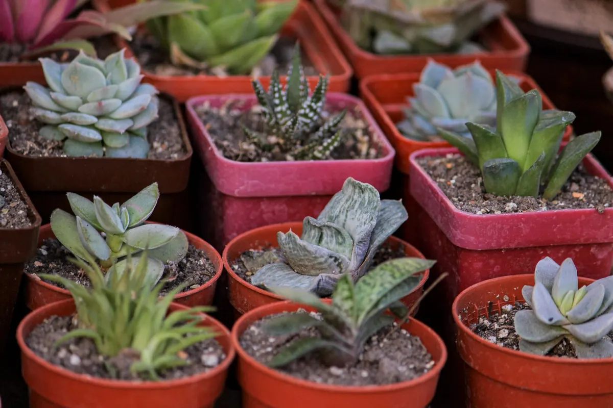 Real vs Faux Plants for Desk Decor: A Comparison for Busy UK Home Workers